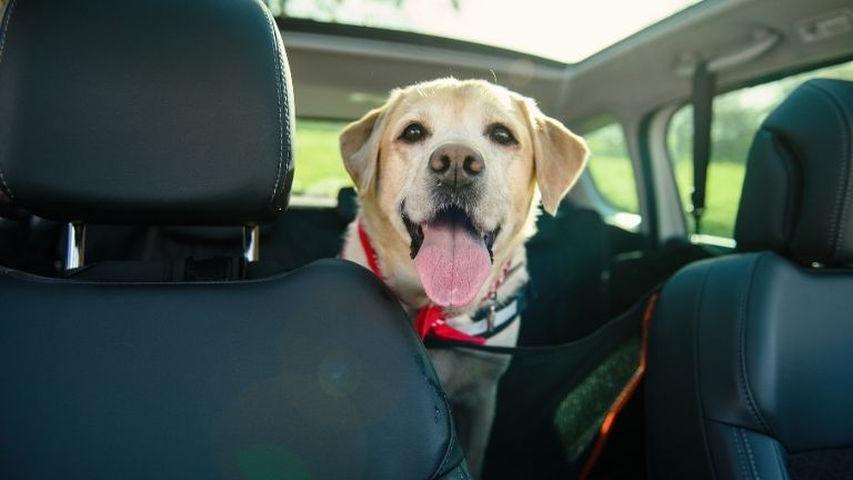 ¿Llevas correctamente a tu mascota en el coche?
